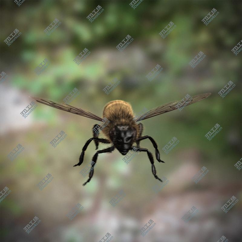 images/goods_img/2021040163/Honeybee (RIGGED AND ANIMATED)/2.jpg